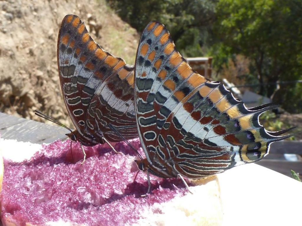Altre farfalle dalla Corsica