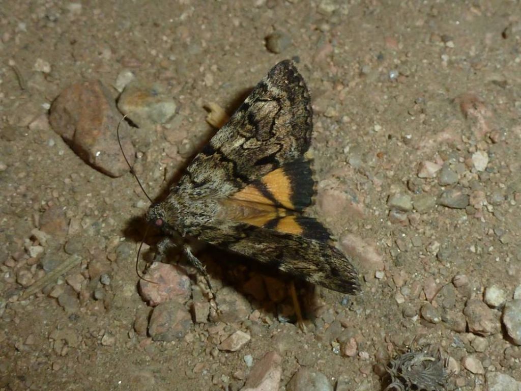 Altre farfalle dalla Corsica