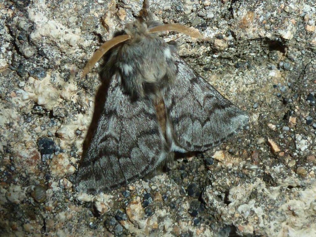 Altre farfalle dalla Corsica