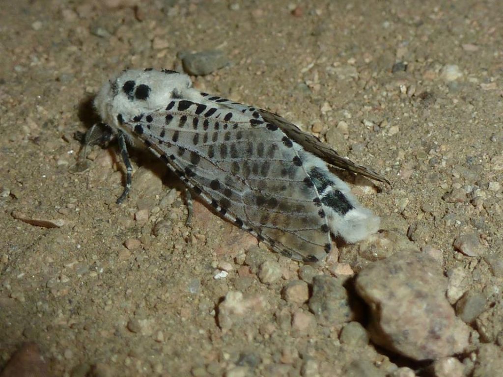 Altre farfalle dalla Corsica