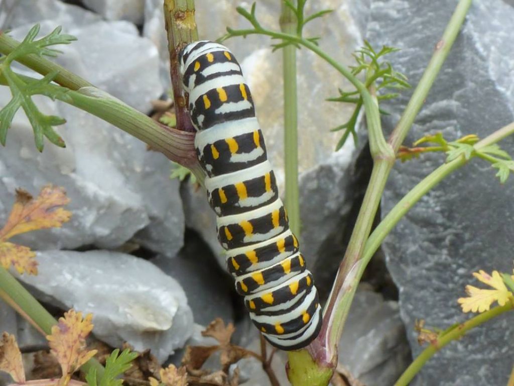 Papilio alexanor