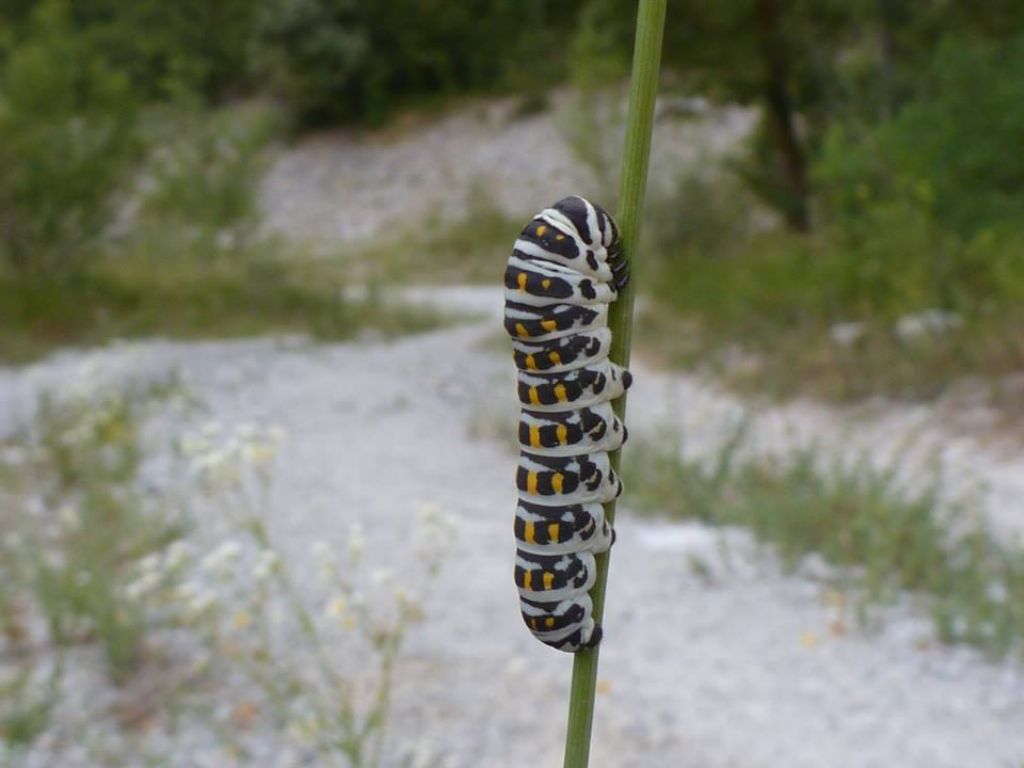 Papilio alexanor