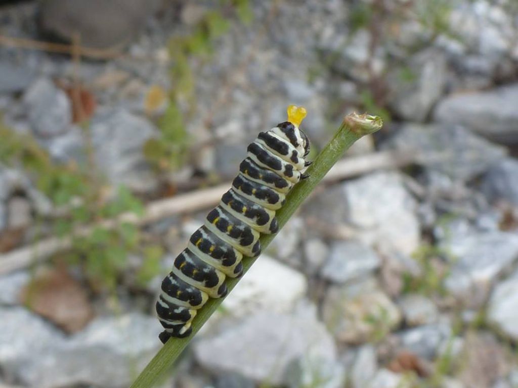 Papilio alexanor