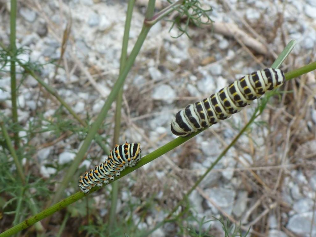 Papilio alexanor