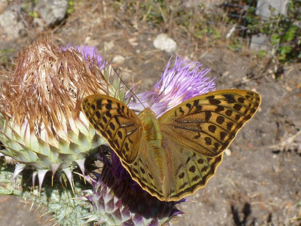 Argynnis pandora