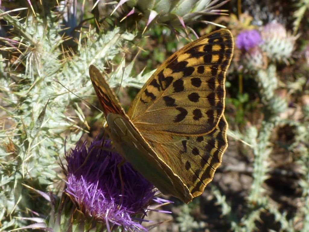 Argynnis pandora