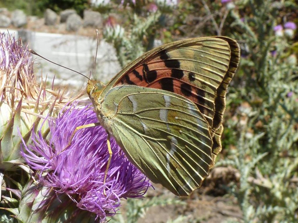 Argynnis pandora