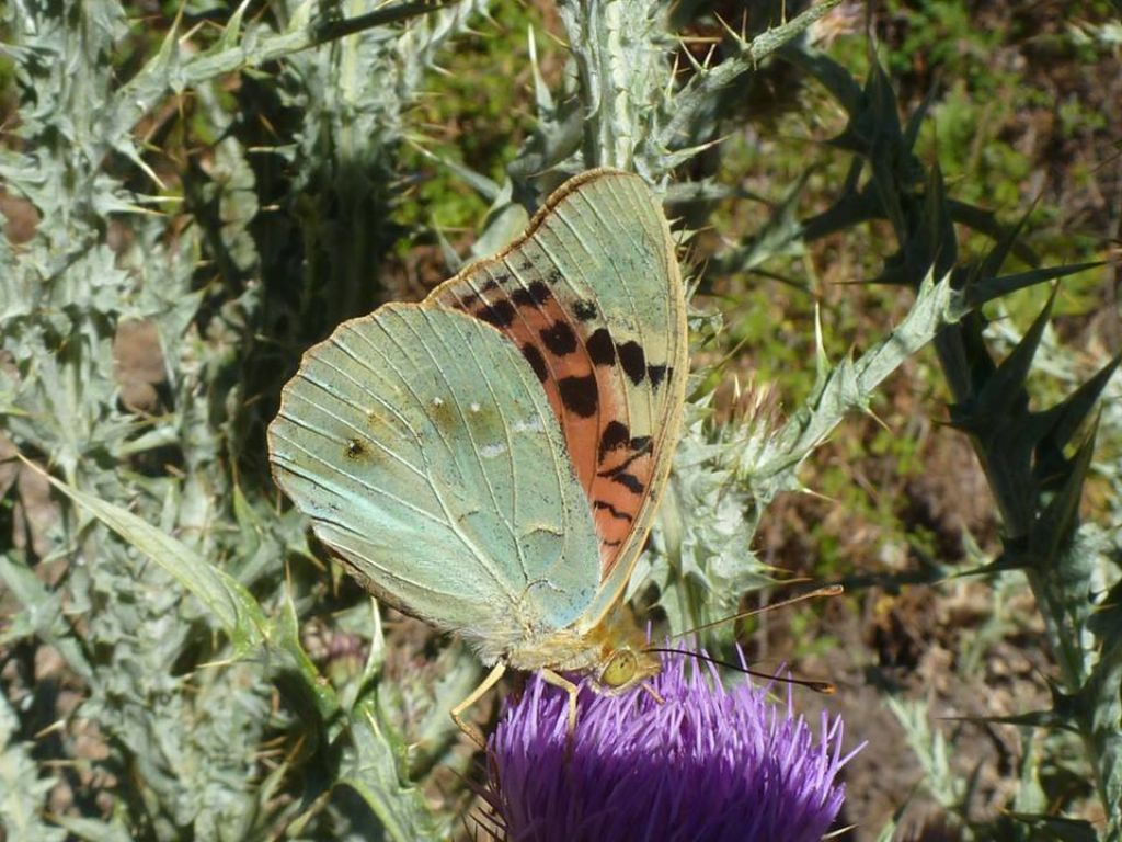 Argynnis pandora