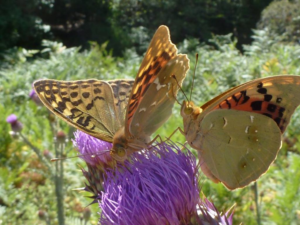 Argynnis pandora