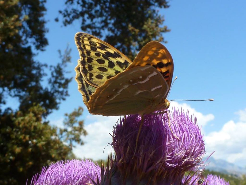 Argynnis pandora