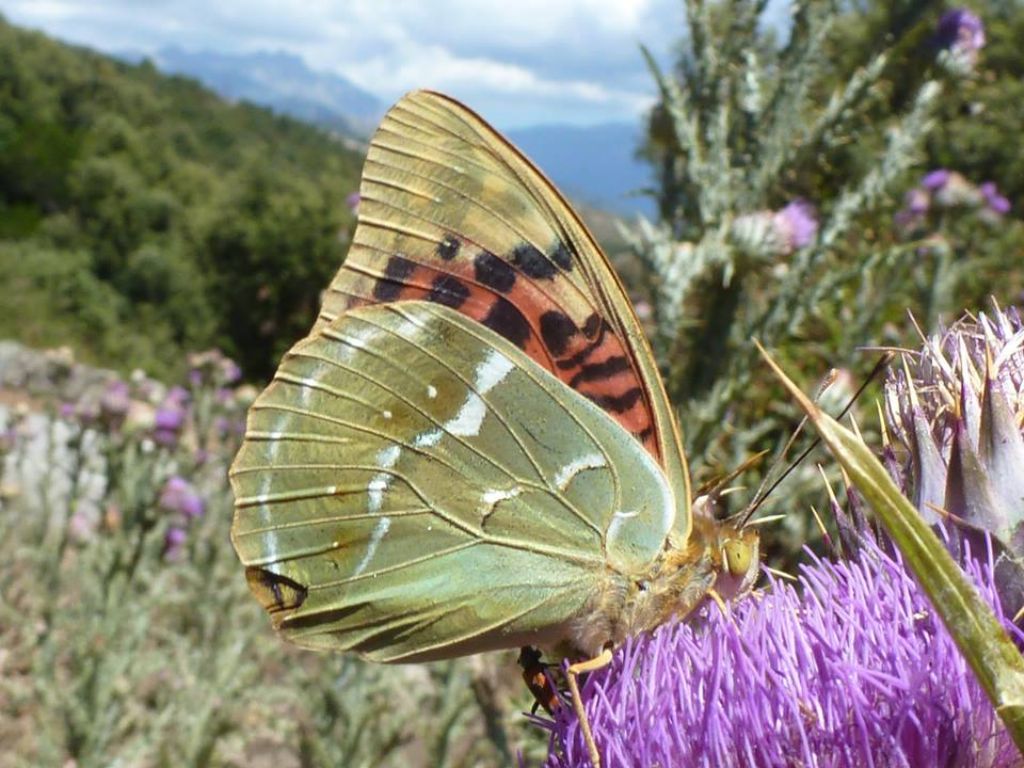 Argynnis pandora