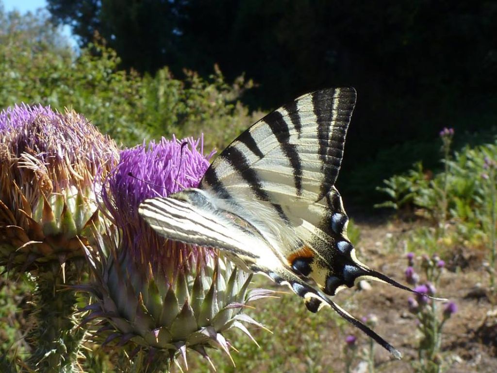 Argynnis pandora