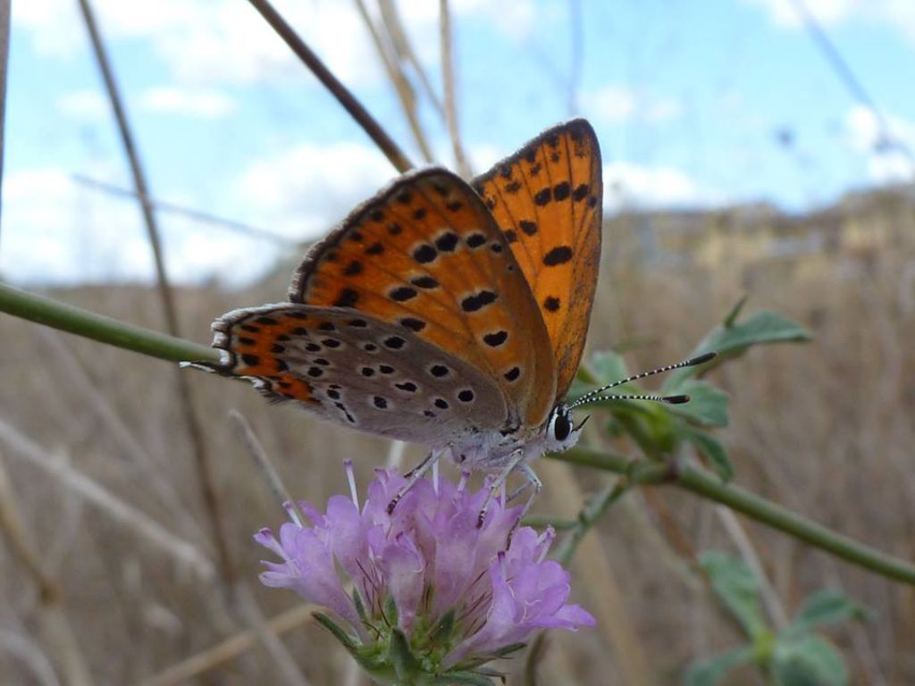 Lycaena thersamon