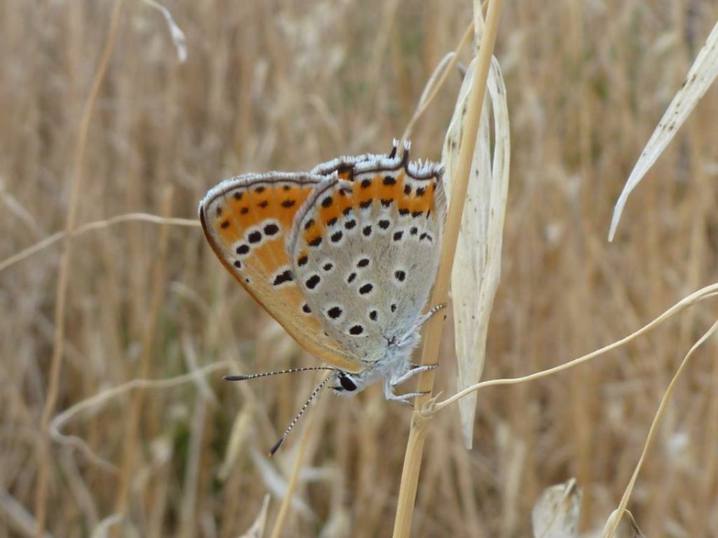 Lycaena thersamon