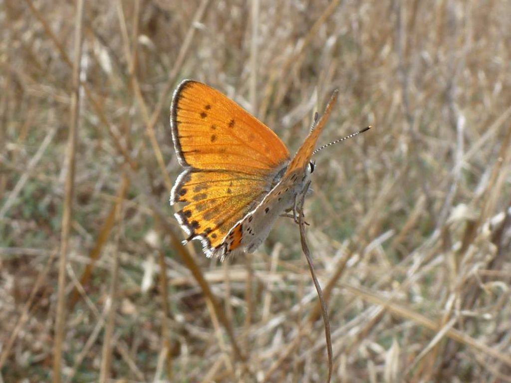 Lycaena thersamon