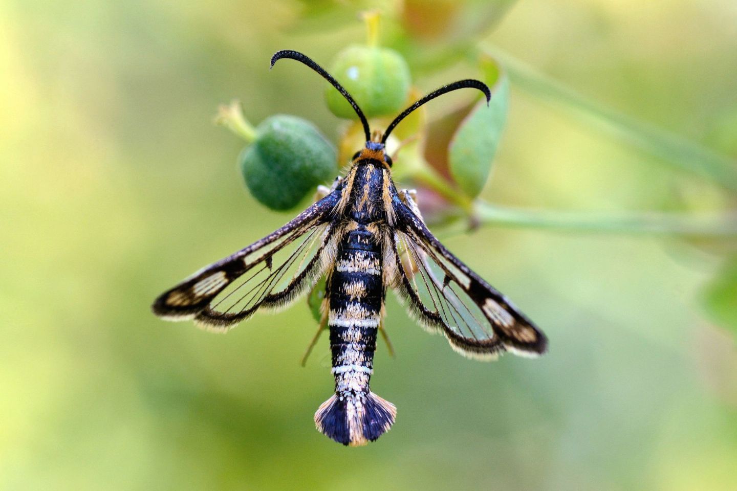 Chamaesphecia empiformis??? Probabile