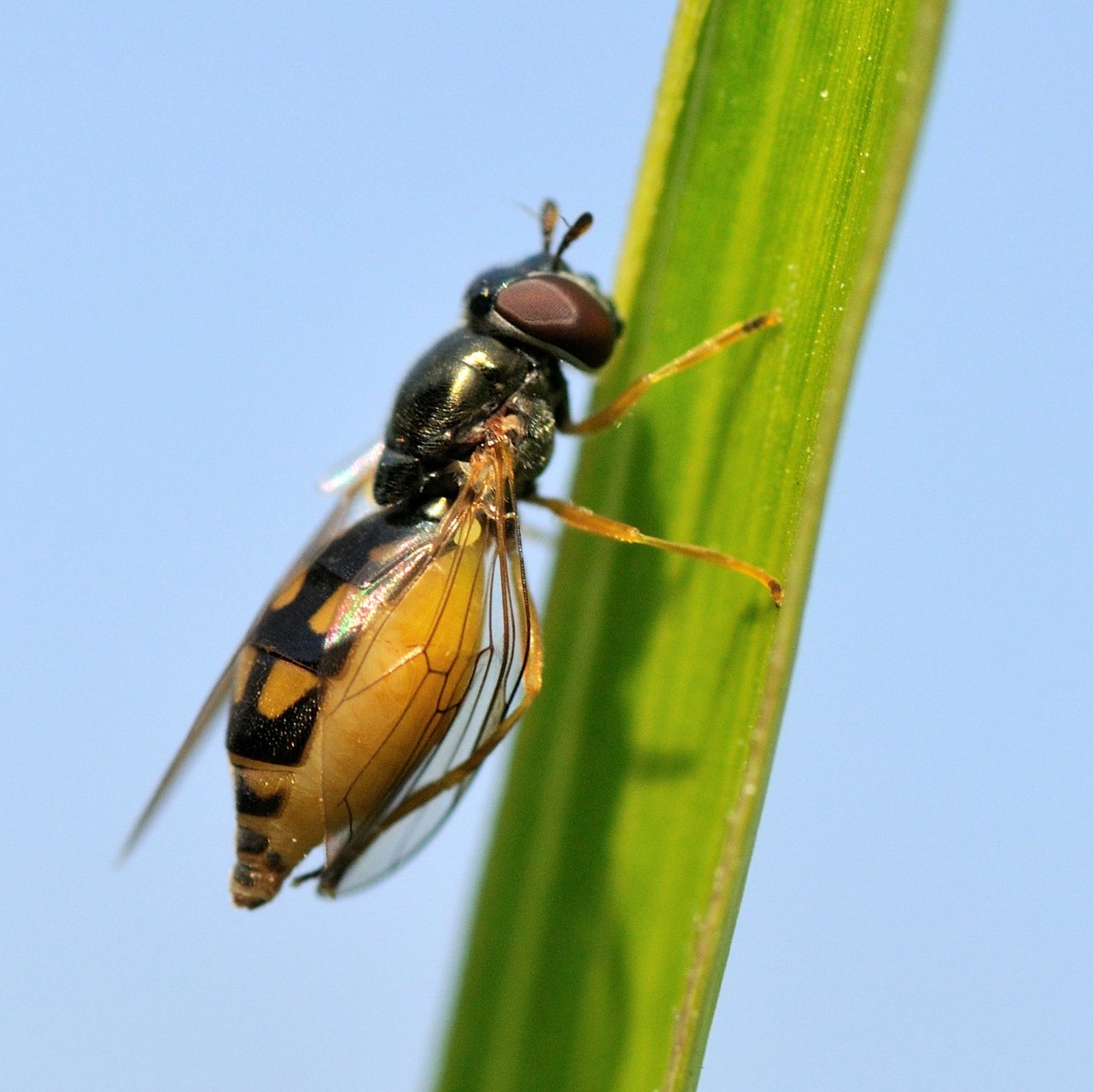 Da identificare