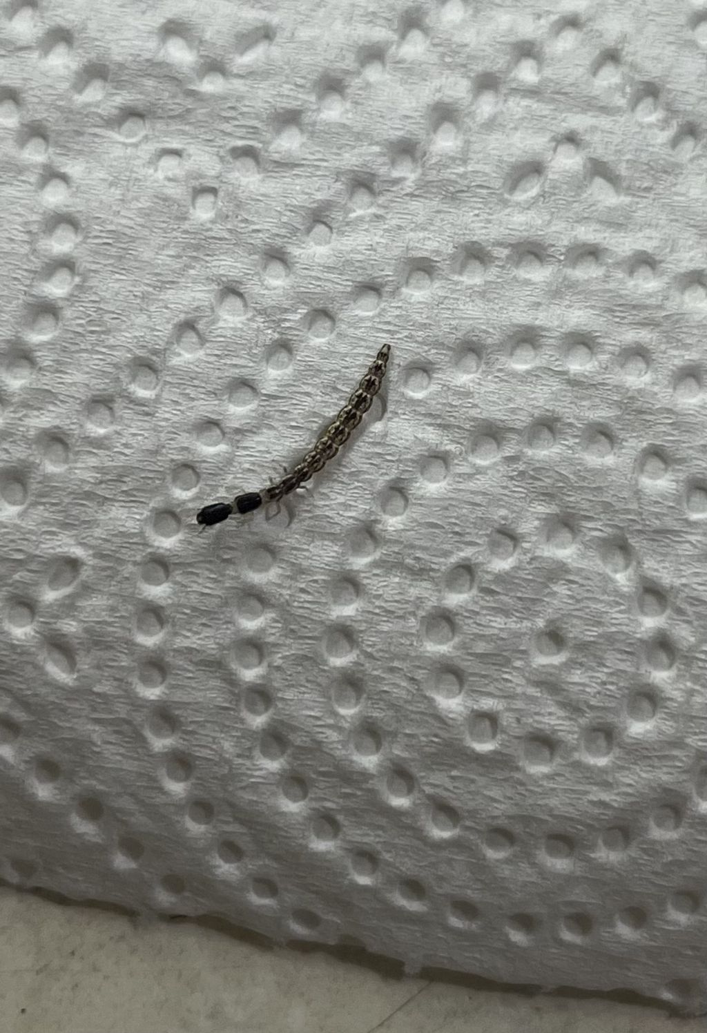 Larva di Raphidiidae
