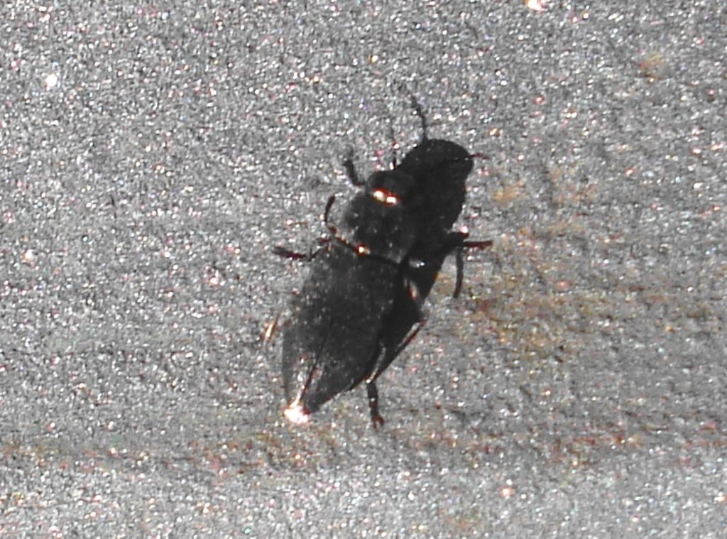 Piccolo Buprestidae: Phaenops sp.