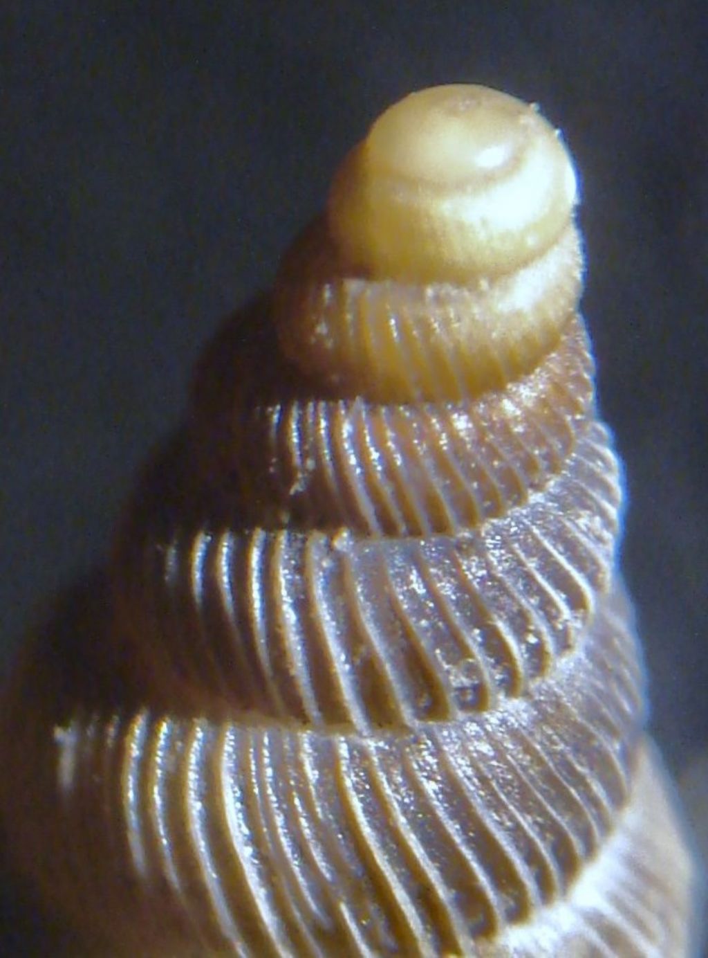 Cochlostoma mariannae Nordsieck 2011