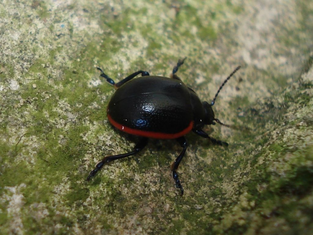 Chrysolina rossia dal Molise