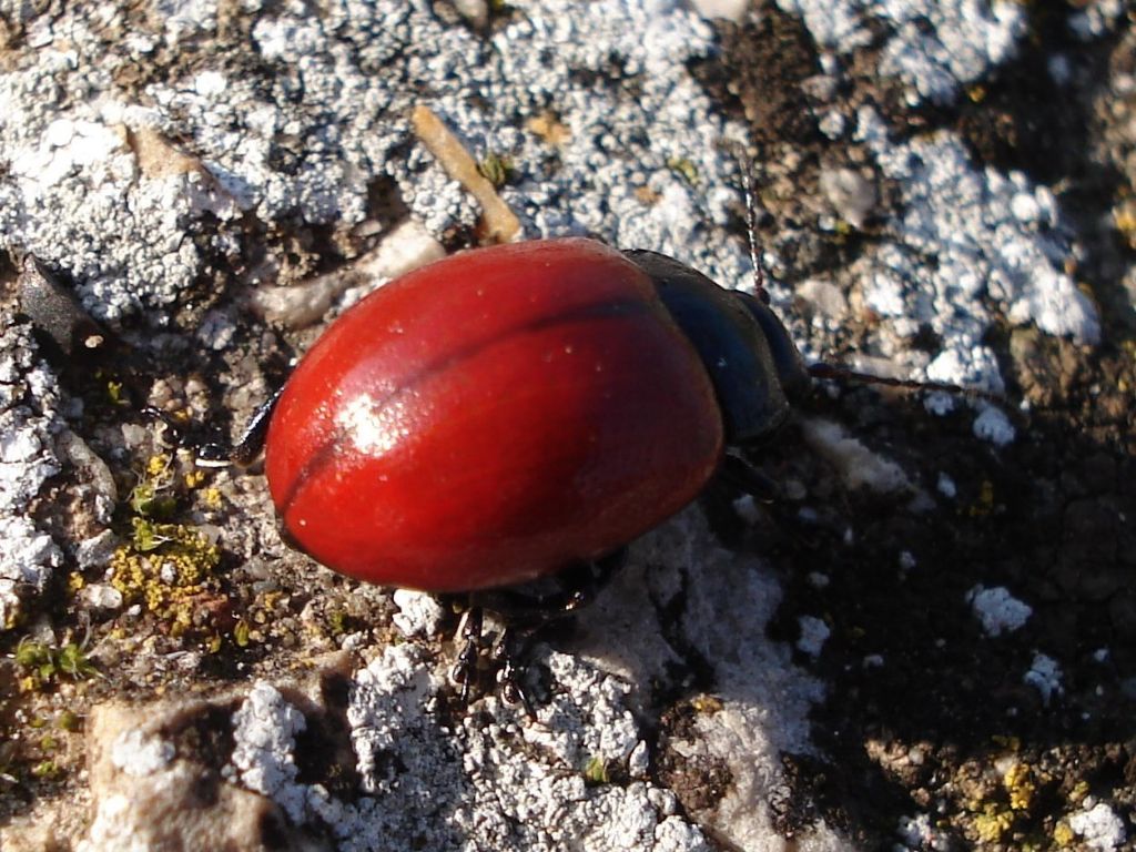 Chrysomelidi dal Molise