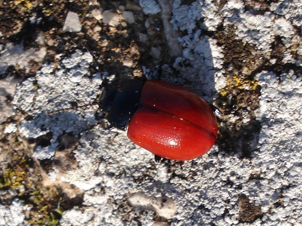 Chrysomelidi dal Molise