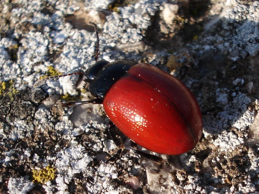 Chrysomelidi dal Molise