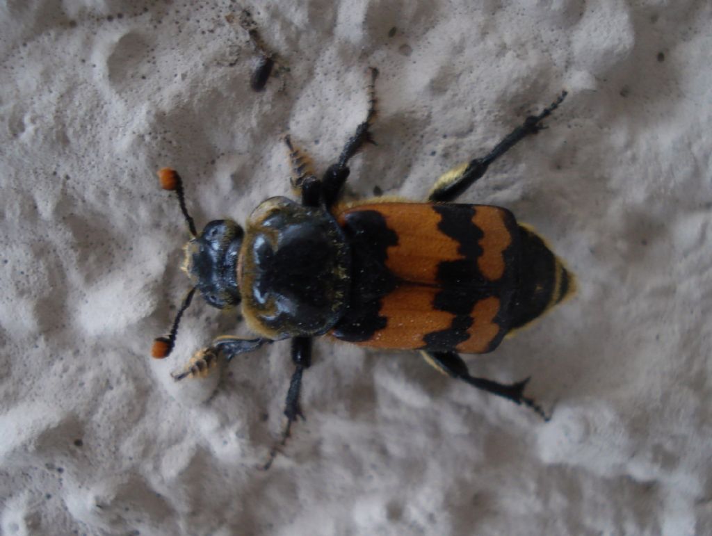 Nicrophorus vestigator (cf.) molisano