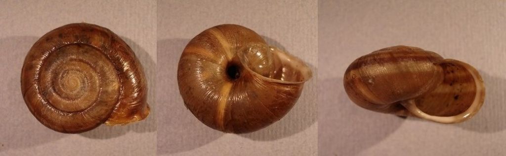Chilostoma planospira dal Gargano