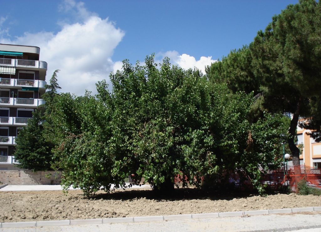 Un alberone - Morus sp.