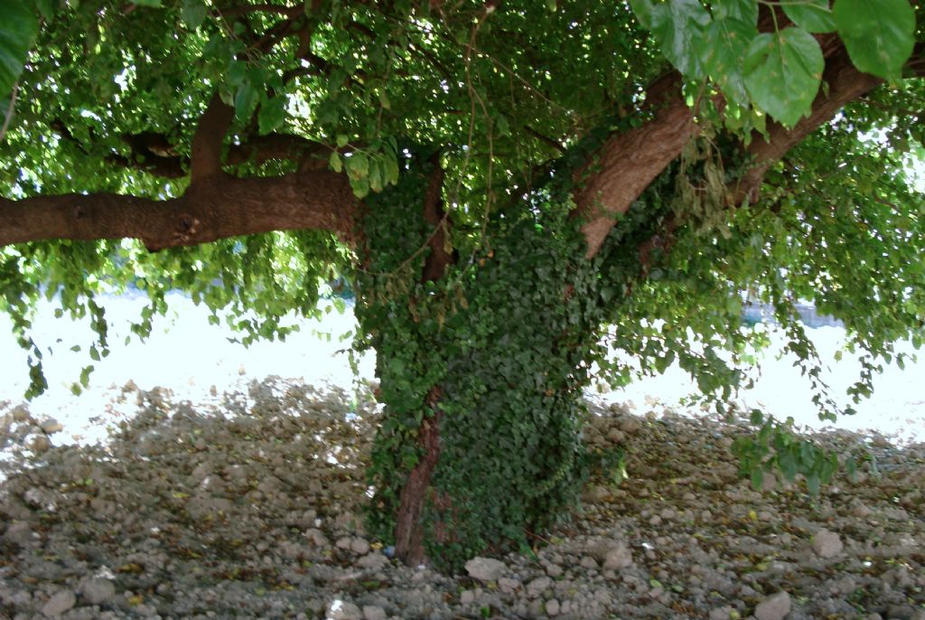 Un alberone - Morus sp.
