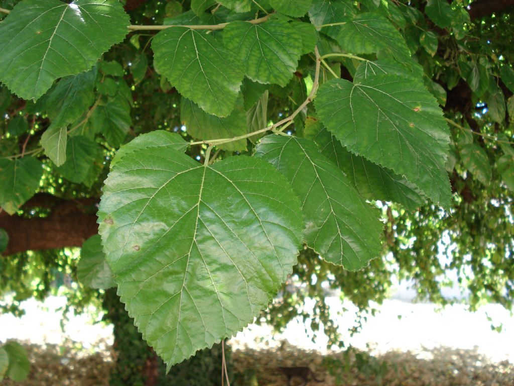 Un alberone - Morus sp.
