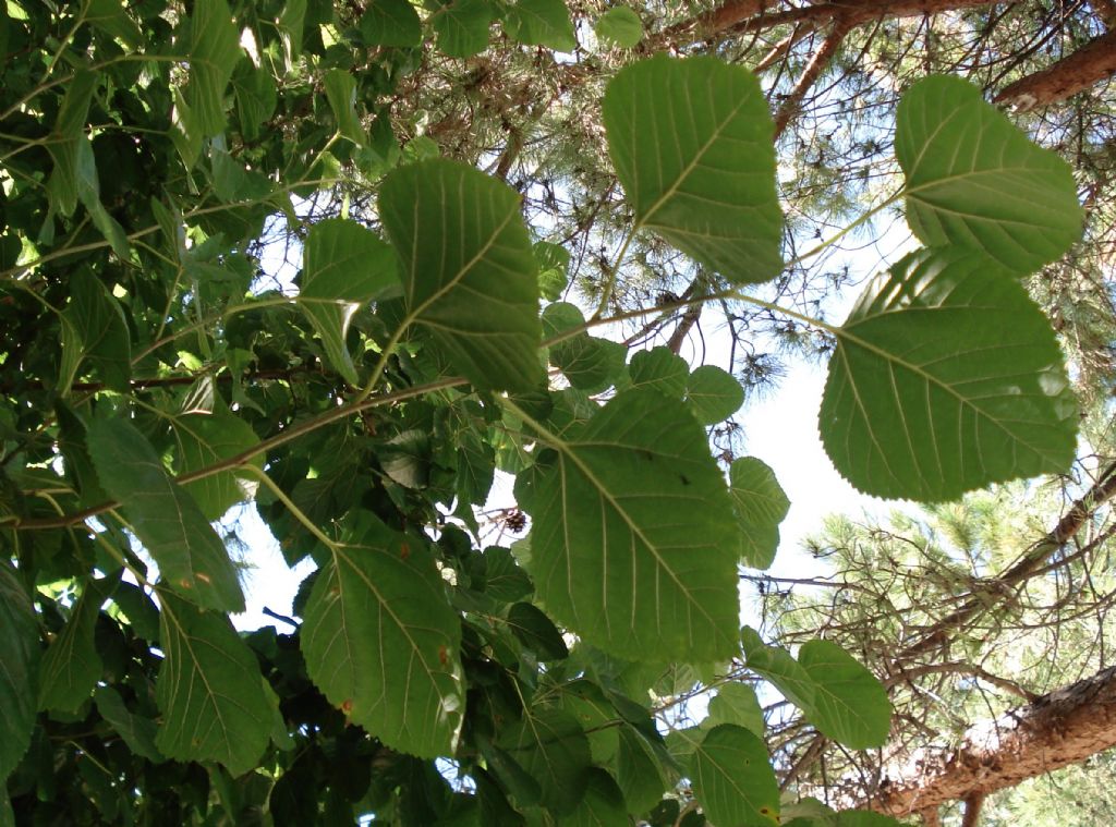 Un alberone - Morus sp.