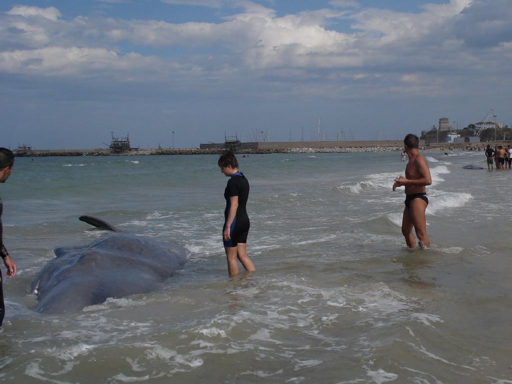 I capodogli di Vasto