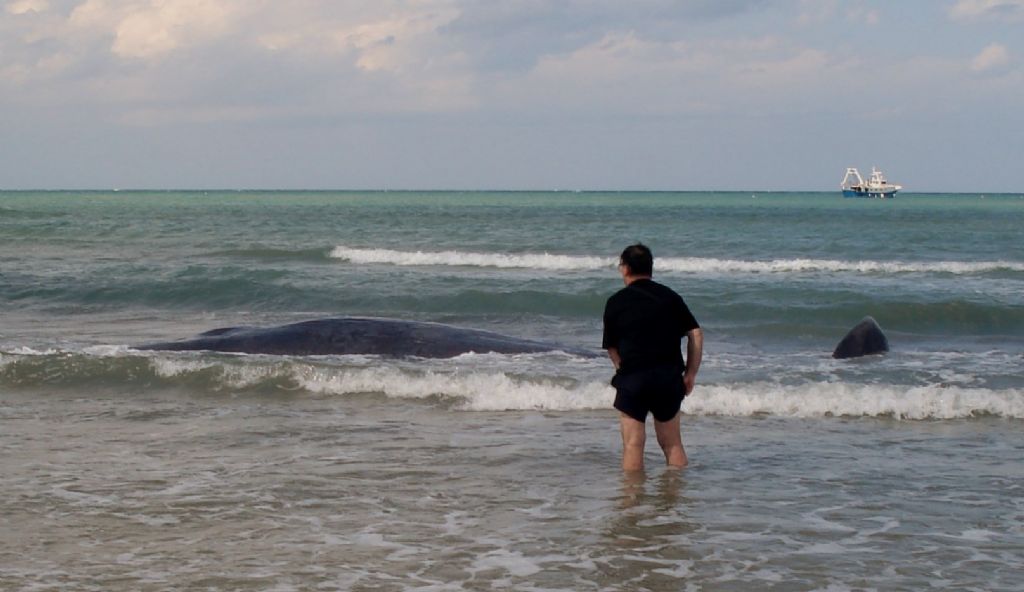 I capodogli di Vasto