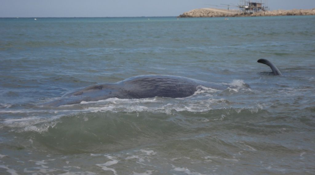 I capodogli di Vasto