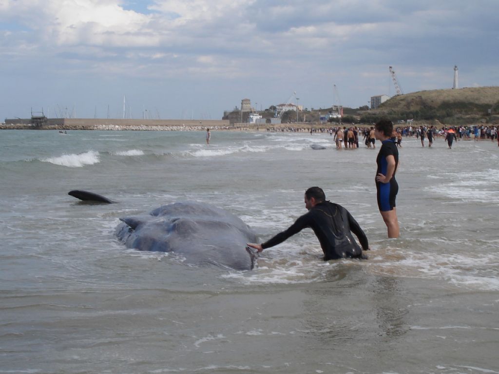 I capodogli di Vasto