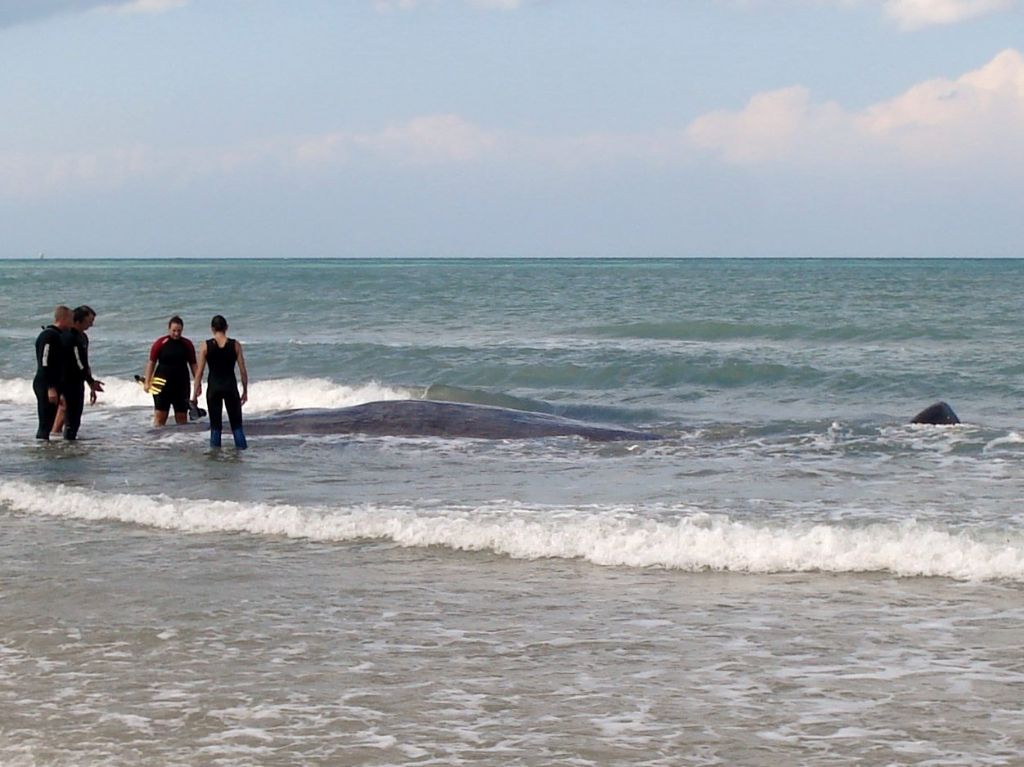 I capodogli di Vasto