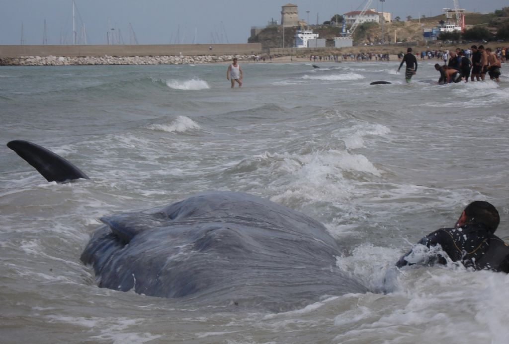 I capodogli di Vasto