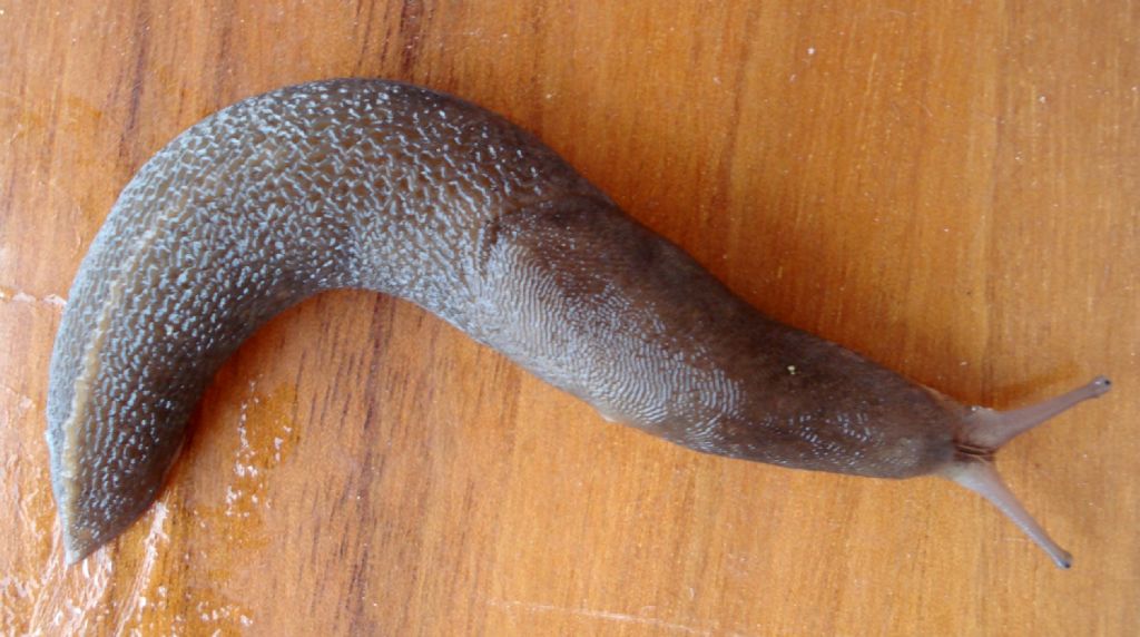 Limax pescarese