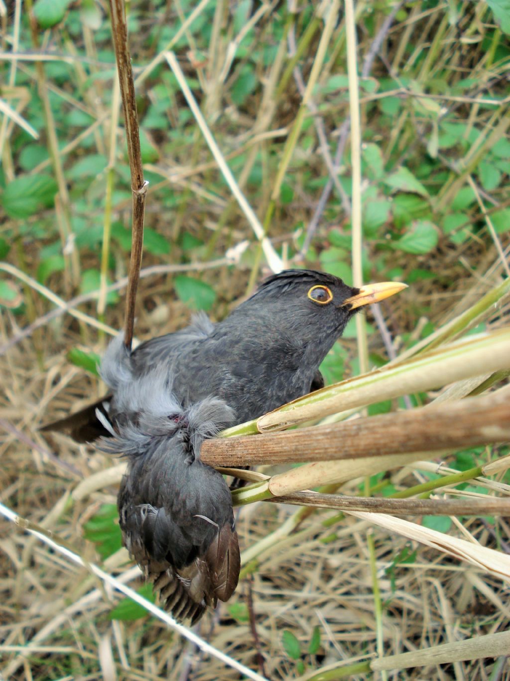 Un brutto quarto d''ora..