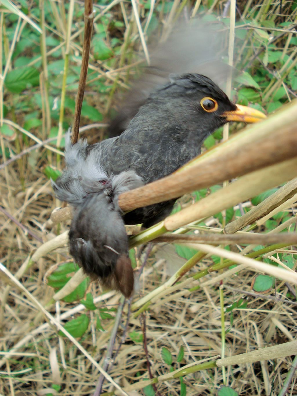 Un brutto quarto d''ora..