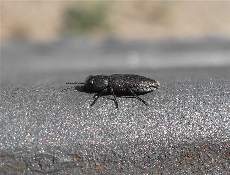 Piccolo Buprestidae: Phaenops sp.