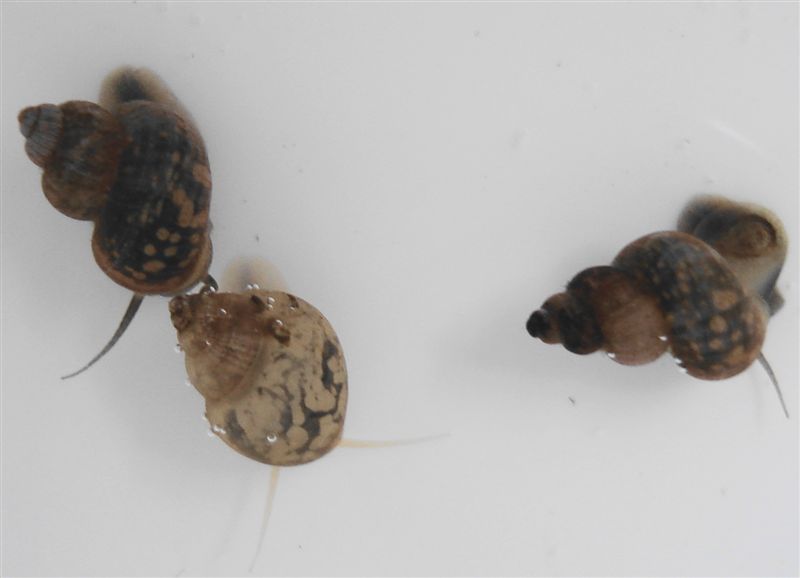 Ancora Bithynia