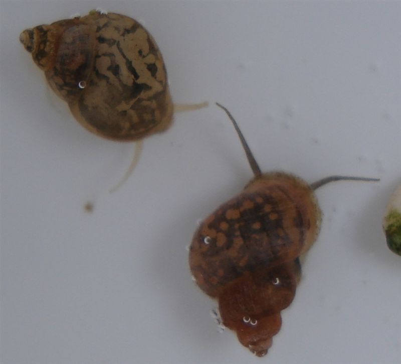 Ancora Bithynia