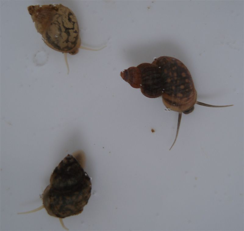Ancora Bithynia