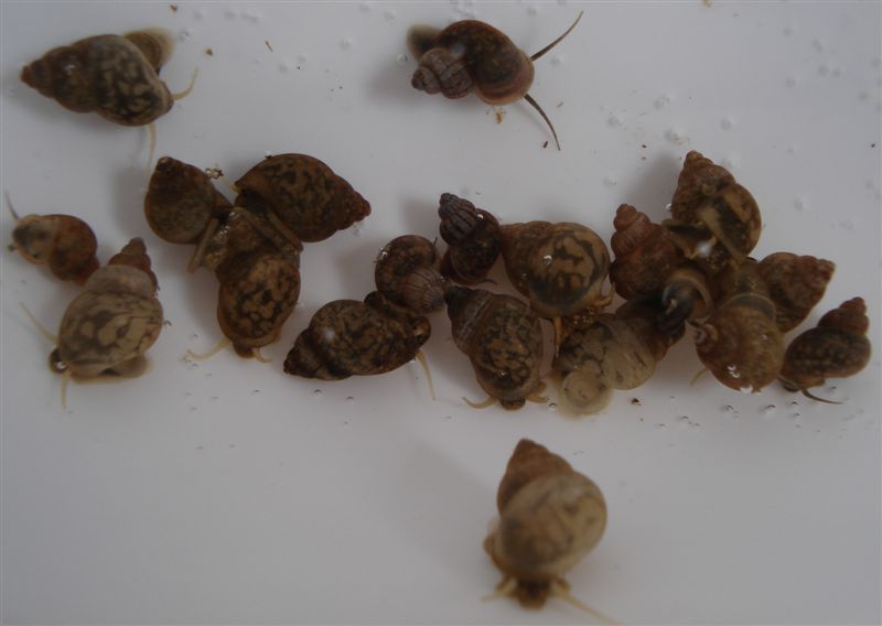 Ancora Bithynia