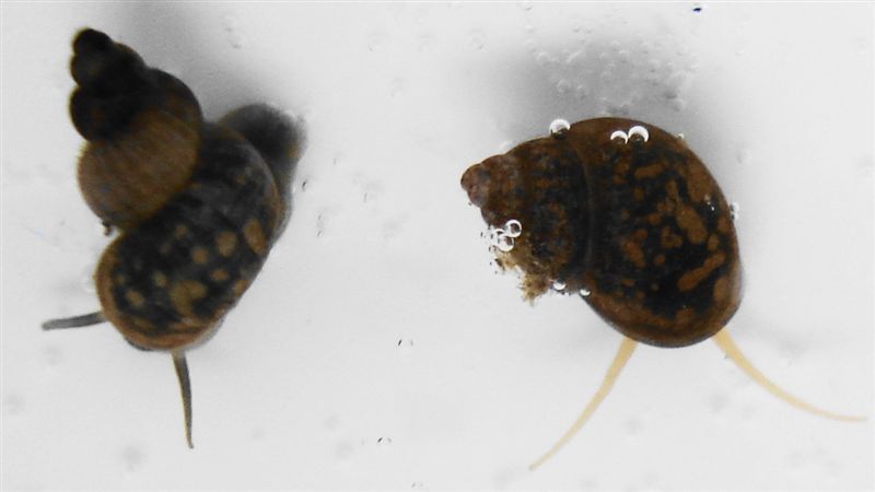 Ancora Bithynia