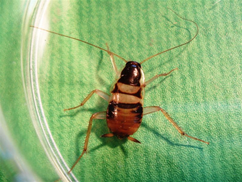Supella longipalpa (Fabricius, 1798)
